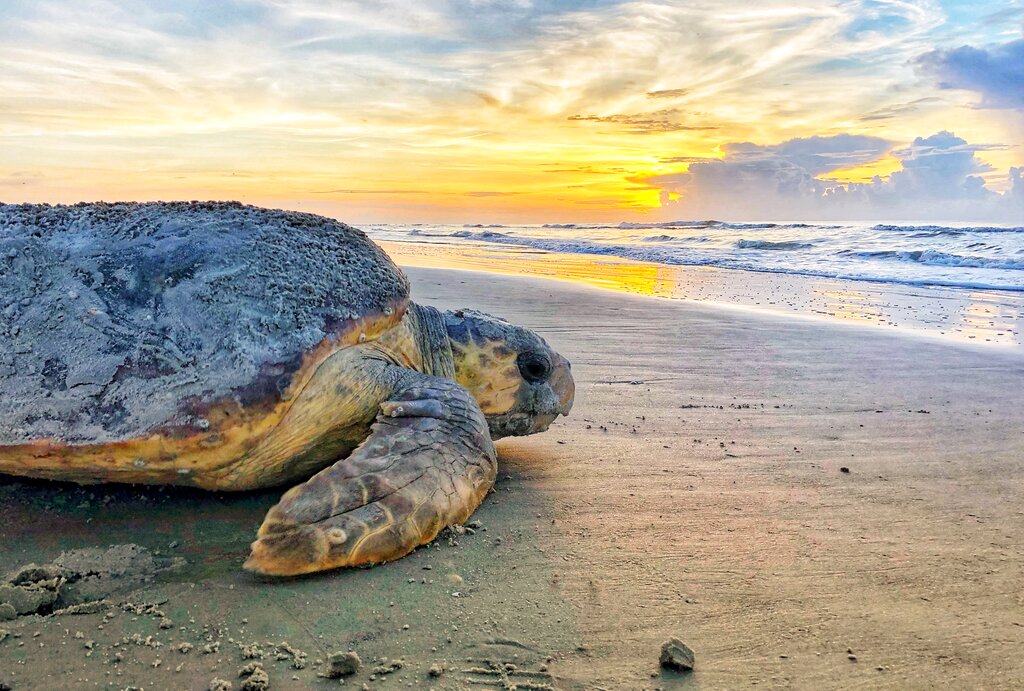 Sea Turtles Nesting