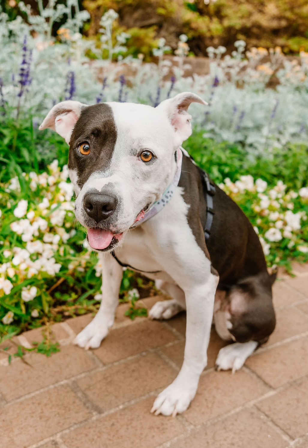 Pet of the week: Meet Luna Belle!