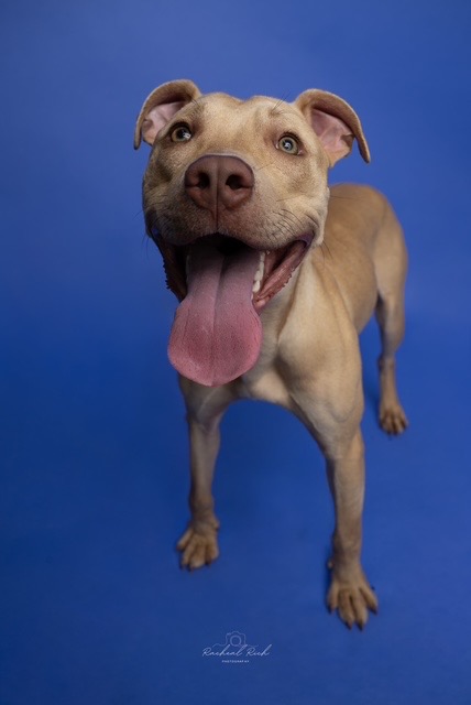 Pet of the week: Meet Heyward!